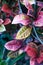 multicolor garden croton leaves growing in a bunch