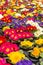 Multicolor garden primrose flowers.