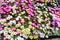 Multicolor Iceplant Flower - Mesenbryanthemum Crystallinum