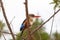 Multicolor kingfisher sits on a branch. Meru, Kenya