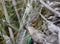 Multicolor Lizard on Sumapaz Paramo