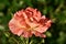 Multicolor petal rose - Frida Kahlo Floribunda Rose