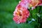Multicolor petal rose - Frida Kahlo Floribunda Rose