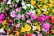 multicolor of Portulaca grandiflora flower blooming in garden