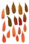 Multicolor pressed decorative leaves in geometry forms