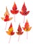 Multicolor pressed decorative maple leaves