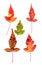 Multicolor pressed decorative maple leaves