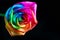 Multicolor rose