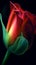 Multicolor rose closeup with a dark background.