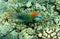 Multicolor slingjaw wrasse (male)