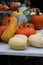 Multicolor squash and pumpkins 2861