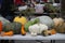 Multicolor squash and pumpkins 2864