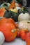 Multicolor squash and pumpkins 2871