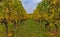 Multicolor vineyard at autumn 10