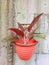 Multicolored Aglaonema ornamental plants in red pots on the wall of the home garden