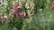 Multicolored Antirrhinum are poured over with water in garden stock footage video