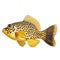 Multicolored aquarium fish on a transparent background, side view. The Boxfish, yellow saltwater aquarium fish, isolated