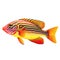 Multicolored aquarium fish on a transparent background, side view. The Clown Wrasse, an red and yellow saltwater