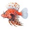 Multicolored aquarium fish on a transparent background, side view. The Lionfish, an red and white saltwater aquarium
