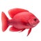 Multicolored aquarium fish on a transparent background, side view. The Red Sponge, an red saltwater aquarium fish