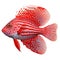 Multicolored aquarium fish on a transparent background, side view. The Red Stargazer, an red and white saltwater