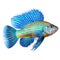 Multicolored aquarium fish on a transparent background, side view. The Royal Gramma, an yellow and white saltwater