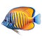 Multicolored aquarium fish on a transparent background, side view. The Tang, an yellow and blue saltwater aquarium fish