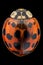 Multicolored Asian lady beetle