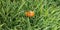 Multicolored Asian lady beetle India