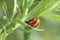 Multicolored Asian Lady Beetles Mate  41405