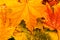 Multicolored Assorted autumn leaves background