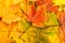 Multicolored Assorted autumn leaves background