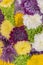 Multicolored Asters Background. Asters are multicolored, selective focus. Flowers Asters bright yellow, pale pink and white colors