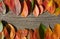 Multicolored autumn leaves on a wooden background with space for text. Poster, banner, advertisement