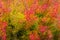 Multicolored autumn pattern, bush foliage