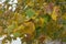 Multicolored autumnal foliage of Ulmus laevis