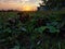 Multicolored beehives. Leaves of strawberry. Sunset landscape