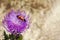 Multicolored beetle on sits on a flower