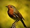 Multicolored bird in front of yellow blossoms.