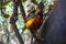 Multicolored bird sitting on the branch Tenerife Exotic Colourful Popinjay Forest nature wildlife zoo zoopark park