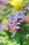 Multicolored blurry floral background, bokeh, lilac-blue leaves