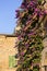 Multicolored Bougainvillea flowers, decorative creeper, Malcesine, Italy
