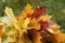 Multicolored bouquet of autumn colorful maple leaves close-up. Concept of weather, seasons, autumn. Abstract natural