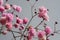 Multicolored bouquet of gypsophila flowers on gray background. Minimal composition of gypsophila flowers on pale pastel