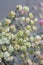 Multicolored bouquet of gypsophila flowers on gray background. Minimal composition of gypsophila flowers on pale pastel