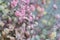 Multicolored bouquet of gypsophila flowers on gray background. Minimal composition of gypsophila flowers on pale pastel background