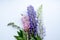 Multicolored bouquet of lupins on a white background postcsrd