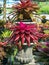 Multicolored bromeliad, colorful bromeliad leaves, Tropical plants in green house for garden decoration. Colorful Neoregelia plant