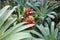 Multicolored bromeliads plants