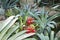 Multicolored bromeliads plants